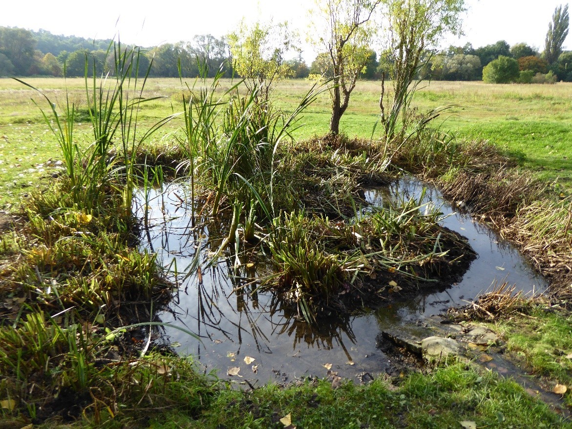 Gelebte Teich- bzw. Biotoppflege